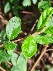 Pomaderris vacciniifolia