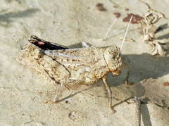 Asiotmethis muricatus