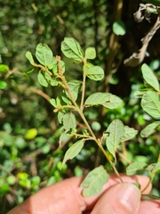 Pomaderris vacciniifolia
