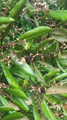 Elaeocarpus dentatus