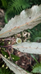 Elaeocarpus dentatus