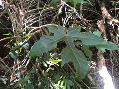 Brachychiton discolor