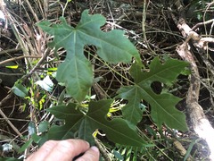 Brachychiton discolor