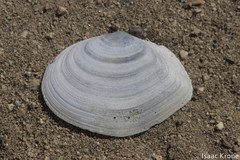 Rexithaerus secta