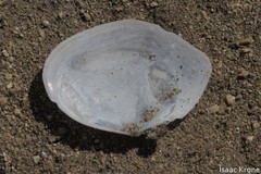 Rexithaerus secta