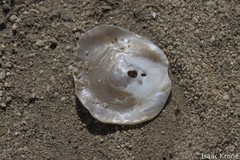 Pododesmus macrochisma