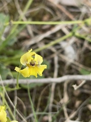 Goodenia paradoxa, photograph Dylan Wishart, CC BY, iNaturalist via GBIF