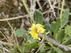 Goodenia paradoxa, photograph Dylan Wishart, CC BY, iNaturalist via GBIF