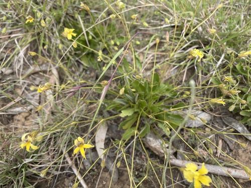 Goodenia paradoxa, photograph 3