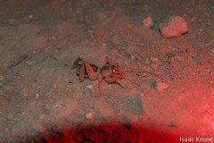 Ammopelmatus pictus