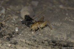 Ceuthophilus californianus