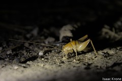 Ceuthophilus californianus