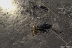 Ceuthophilus californianus