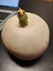 Cucurbita maxima maxima