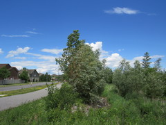 Salix × fragilis vitellina