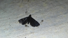 Drosophantis caeruleata