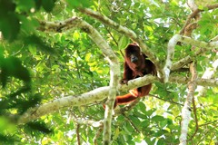 Alouatta sara