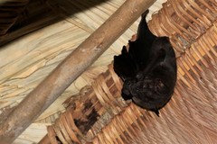 Artibeus obscurus