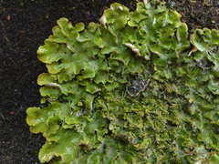 Pseudocyphellaria episticta image