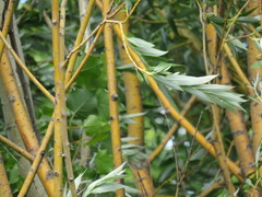 Salix × fragilis vitellina