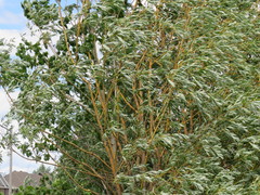 Salix × fragilis vitellina