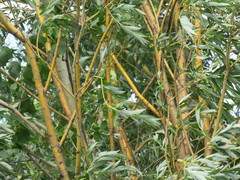 Salix × fragilis vitellina