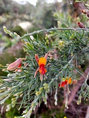 Jacksonia furcellata