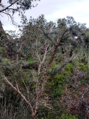 Jacksonia furcellata