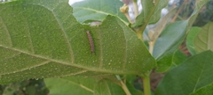 Danaus chrysippus