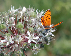 Allium tulipifolium