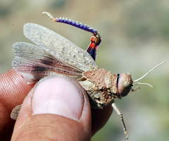 Asiotmethis muricatus