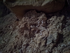 Ptyodactylus guttatus