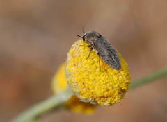 Acmaeoderella