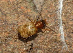 Bembidion ruficolle