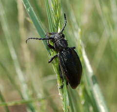 Dorcadion carinatum