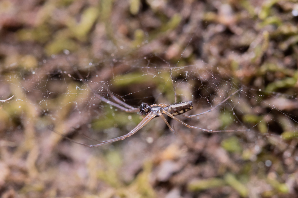 Dubiaranea distincta