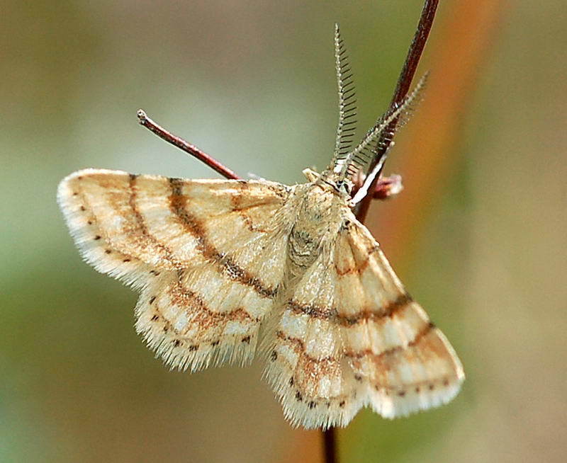 Cleta perpusillaria