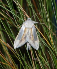 Cucullia argentina