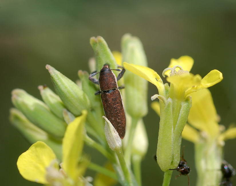 Lixus linnei