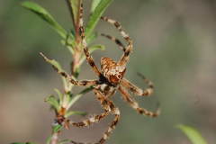Araneus grossus