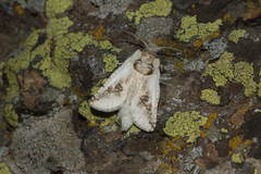 Parahypopta caestrum