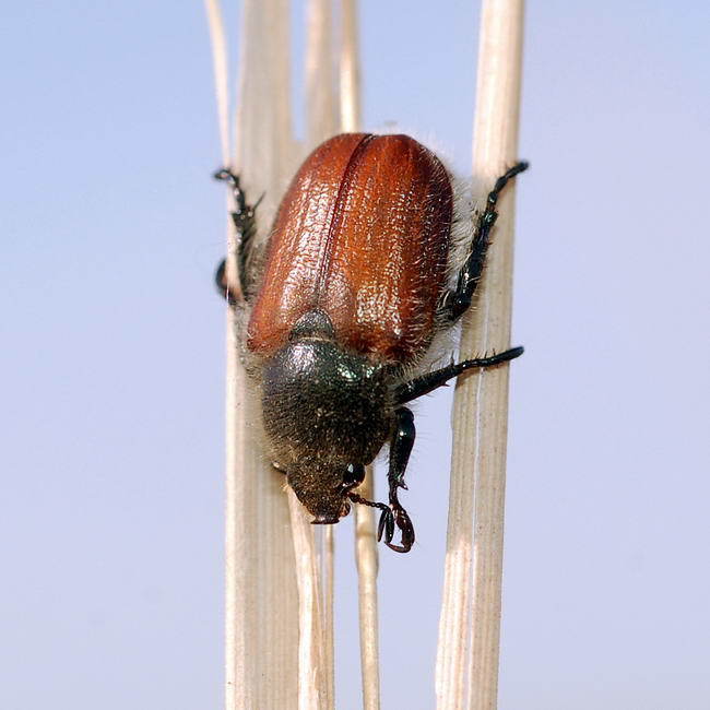 Anisoplia campicola