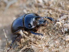 Ceratophyus polyceros