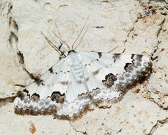 Scopula subtilata