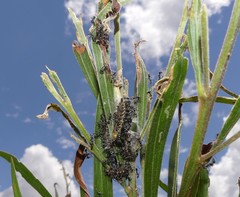 Jalmenus evagoras
