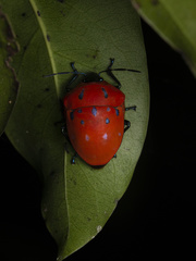 Poecilocoris druraei