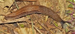 Atoxonoides meridionalis