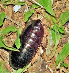 Atoxonoides meridionalis