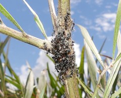 Jalmenus evagoras