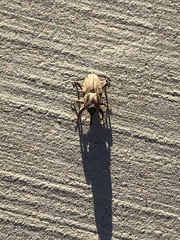 Sphenophorus venatus